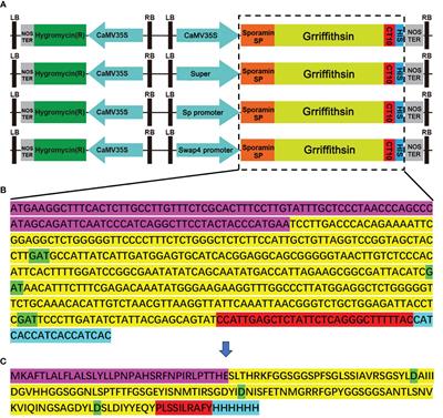 Expression and antiviral application of exogenous lectin (griffithsin) in sweetpotatoes